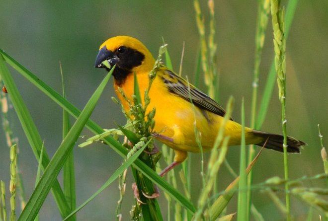 golden weaver